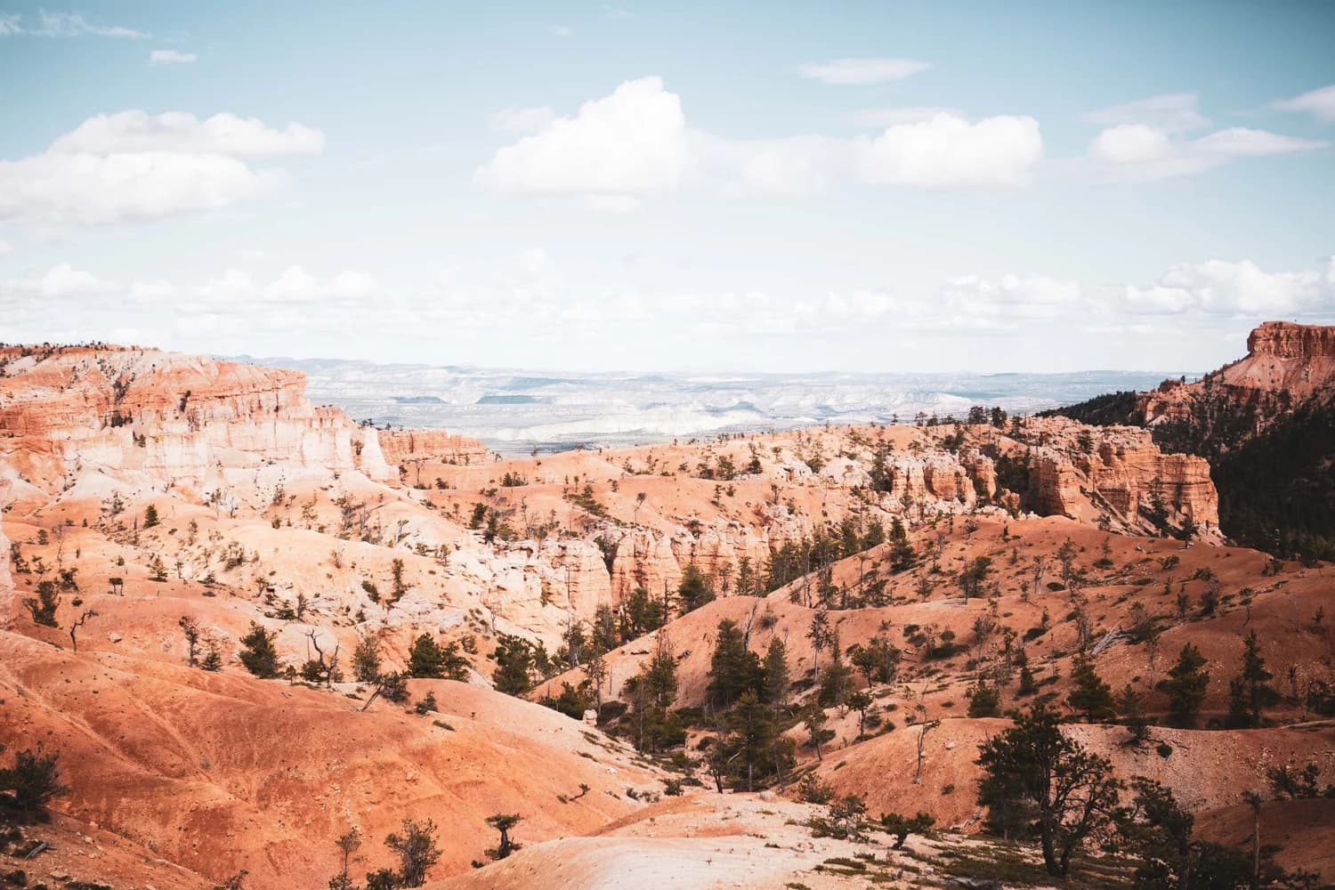 Sunlit canyon hills dotted with pines under a bright blue sky